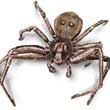 crab-spider-illustration_110x110.jpg